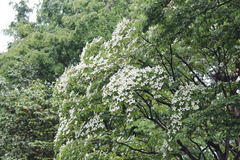 今朝は小雨。公園のヤマボウシがしっとり濡れています