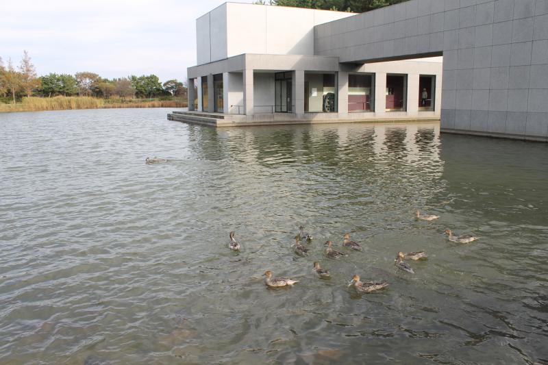 拳湖で遊ぶ渡りのカモ