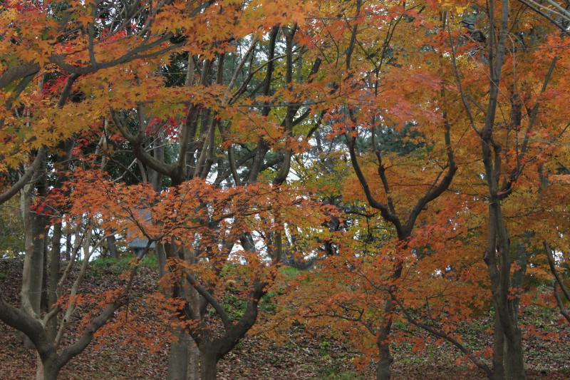 今日の飯森山公園。すっかり晩秋の装いです