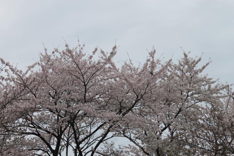 今日は曇天。満開のソメイヨシノも少しさびしげ