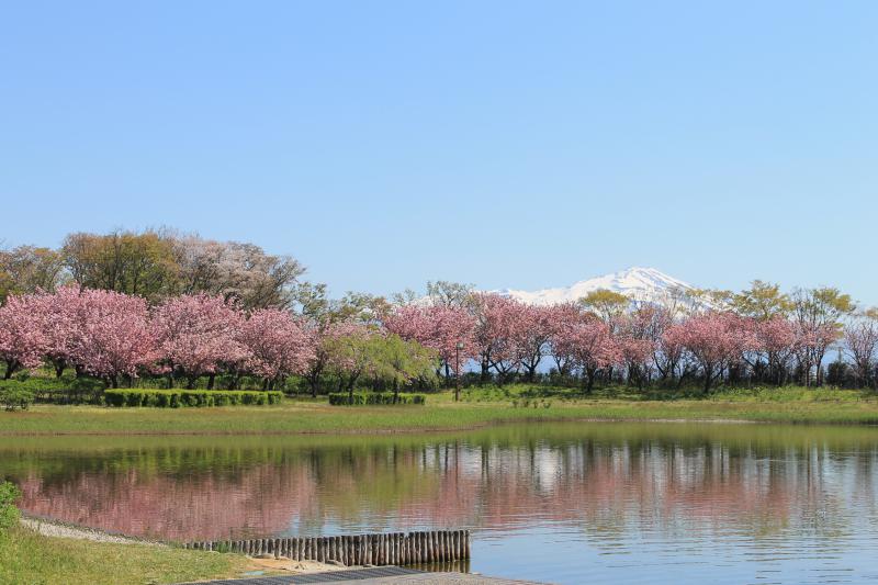 今日の飯森山公園。青空に鳥海山と八重桜が美しい！