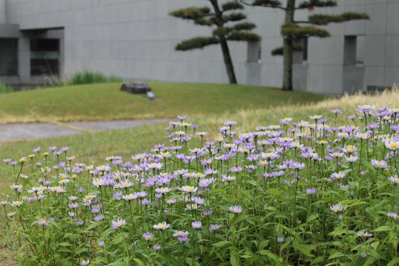 久しぶりの雨に土門拳が好きな「みやこわすれ」の花もほっ♥