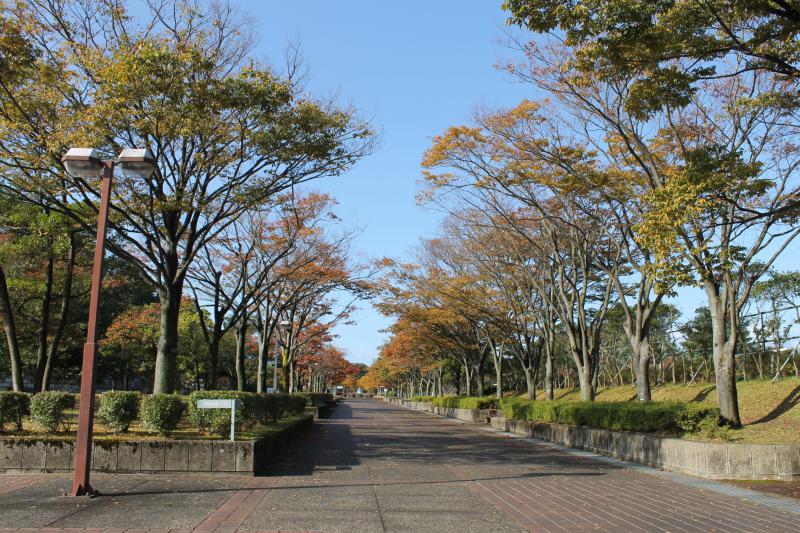 飯森山公園も秋色です