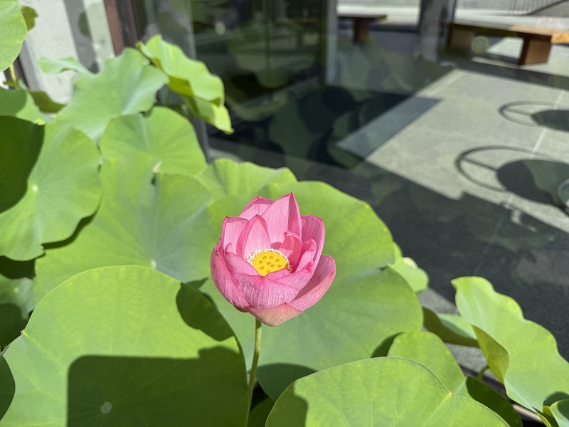 トピックス情報-奇跡の中尊寺ハス | 山形県酒田市 土門拳写真美術館