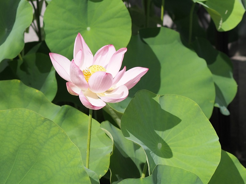 「中尊寺ハスの花咲く」 油彩画・油絵 中尊寺ハスの花咲く」 油彩画・油絵 最安値級価格 中尊寺ハスの花
