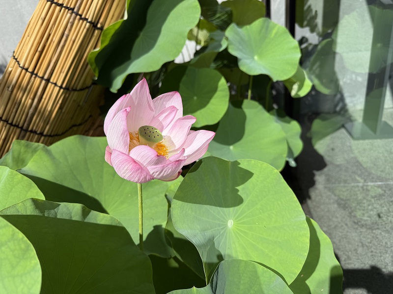 「中尊寺ハスの花咲く」 油彩画・油絵 中尊寺ハスの花咲く